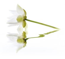 Cerrol City White Lilies Панно 40x50 (2пл)