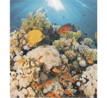 Ceradim Dec Corals Panno (панно из 2-х шт) 50х45