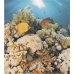 Ceradim Dec Corals Panno (панно из 2-х шт) 50х45
