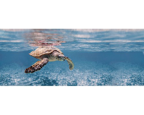 Ceradim Ocean Turtle Декор 20x50