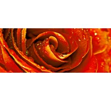 Cerrol Syntia Rose 1 Декор 20х50